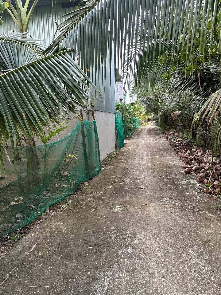 Đất vườn xã Châu Hưng, Vĩnh Long 1797m² giá 450 triệu - Đường vào thuận tiện!