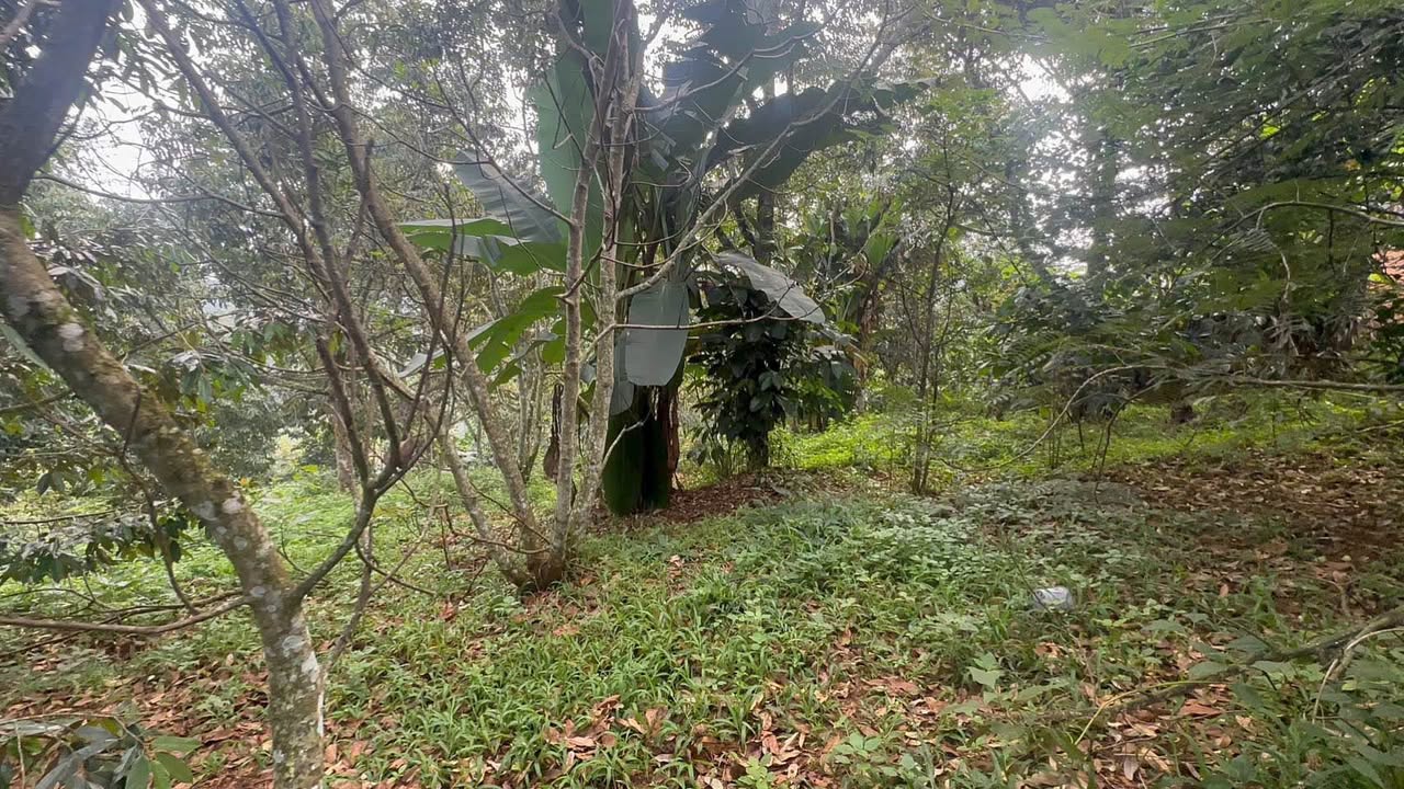 Đất thổ cư 100m² mặt tiền nhựa Hòa Nam Di Linh 2988m² - Giá chỉ 2.4 tỷ!