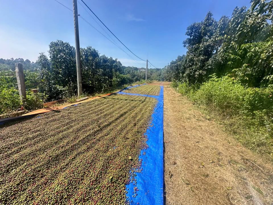 Đất nền 1009m² tại xã Bảo Lâm, Lâm Đồng - Thích hợp làm nhà vườn nghỉ dưỡng!