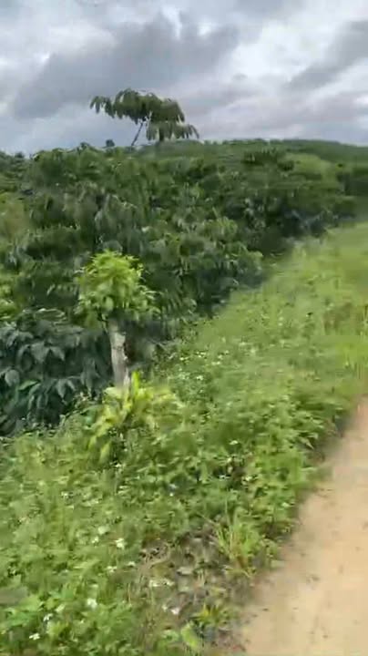 Đất ở Tân Lạc, Bảo Lâm 4.300m² giá 1.978 tỷ - Cơ hội đầu tư hấp dẫn!