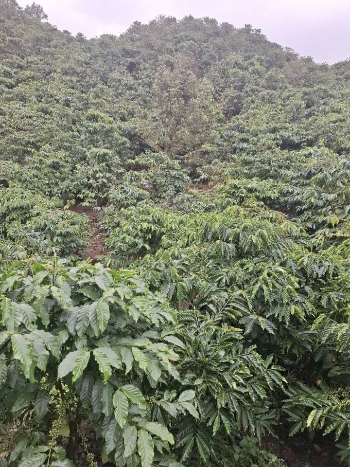 Đất nền 5000m² tại khu phố 10, Bảo Lộc, giá 1.5 tỷ - Cơ hội đầu tư tuyệt vời!