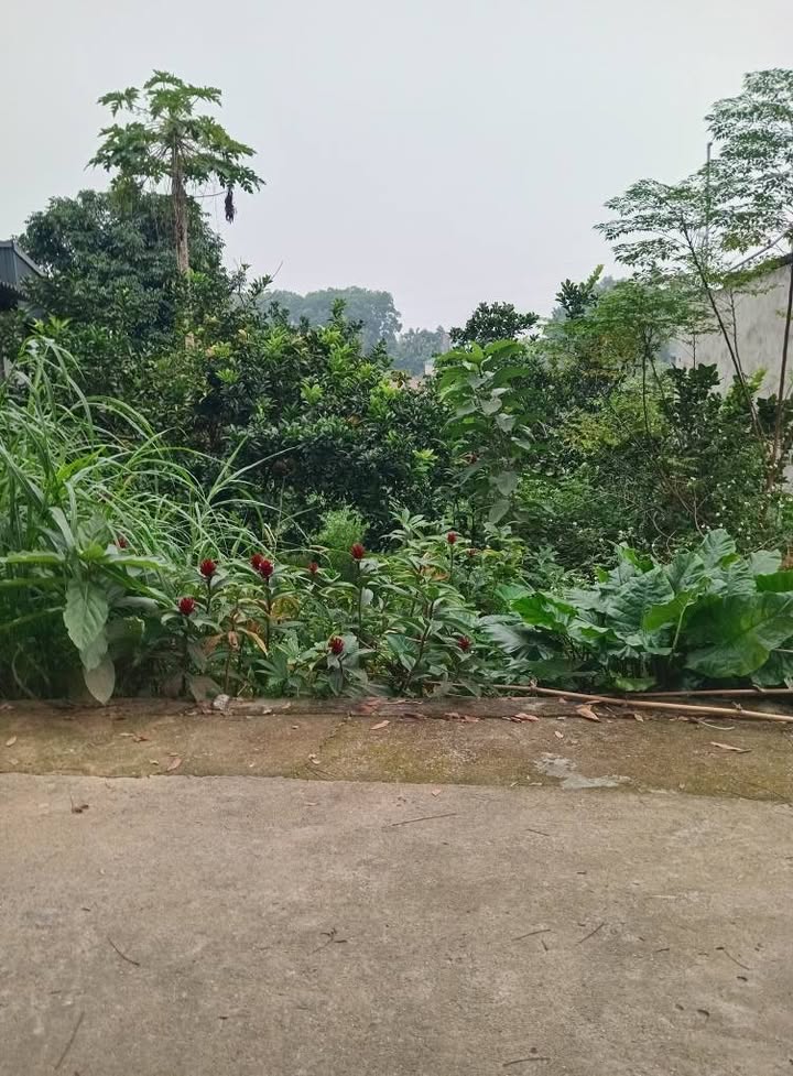 Đất nền Kim Đức Việt Trì 89m² giá 1 tỷ - Đầu tư sinh lời ngay!