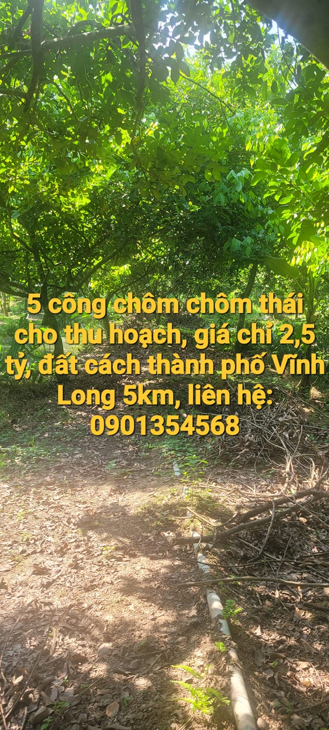 Đất vườn Đồng Phú, Long Hồ 50.000m² giá chỉ 2.5 tỷ - Đầu tư sinh lời ngay!