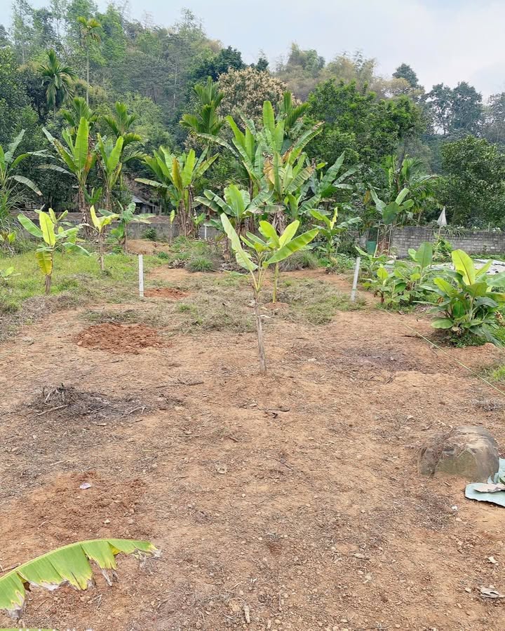 Đất thổ cư Xuân Tăng, Lào Cai 125m² giá 1.3 tỷ - Chính chủ bán gấp!