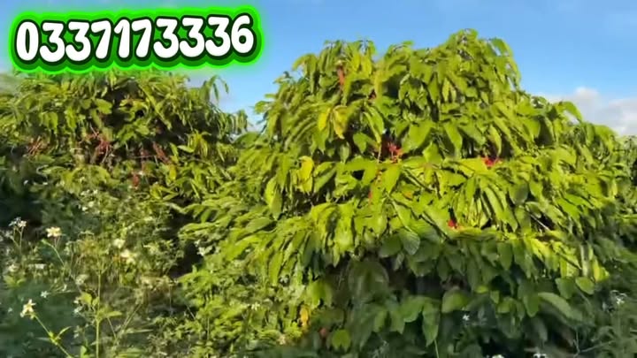 Đất nền Đăk Djrăng, Mang Yang 1800m² giá 504 triệu - Đường rộng, cơ hội đầu tư hấp dẫn!