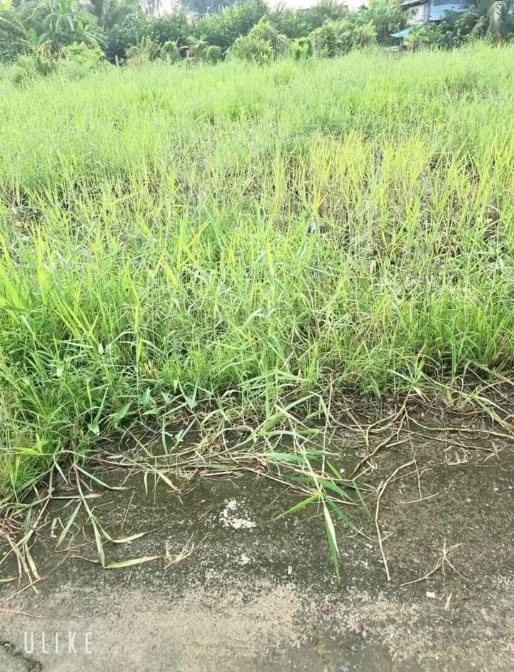 Đất thổ cư An Lục Long, Châu Thành, Long An 135m² giá 290 triệu - Cơ hội đầu tư tuyệt vời!