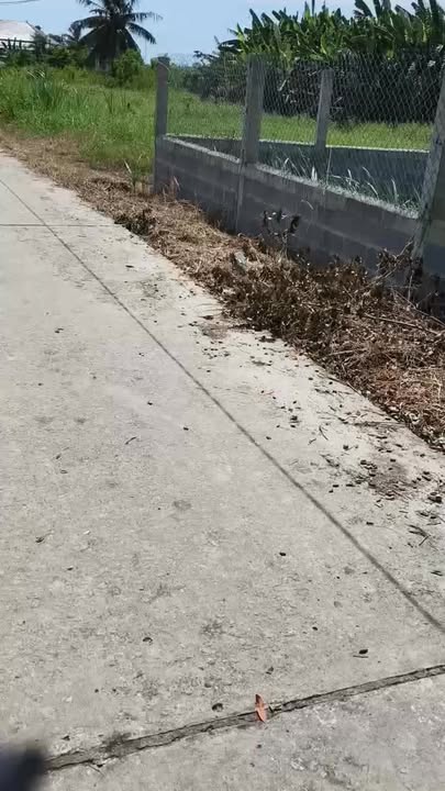 Đất lúa 8,5 công tại xã Nhị Thành, Thủ Thừa, Long An - Giá chỉ 1,5 tỷ!