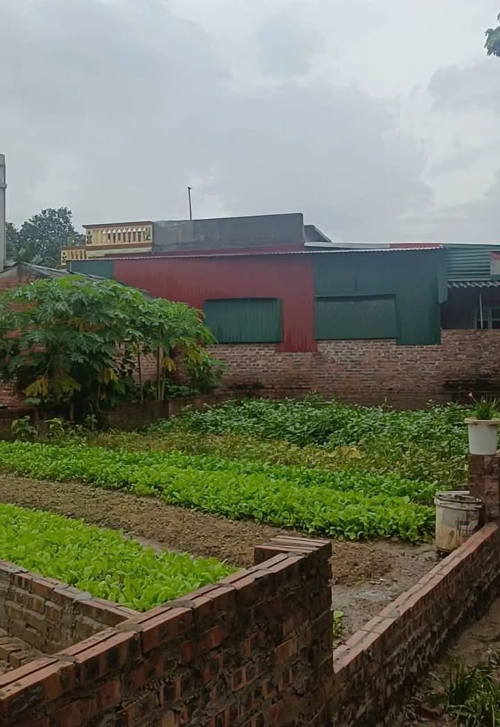 Đất nền Cửu Yên - Thuận Thành 141m² chỉ 1.6 tỷ - Cơ hội đầu tư lý tưởng!