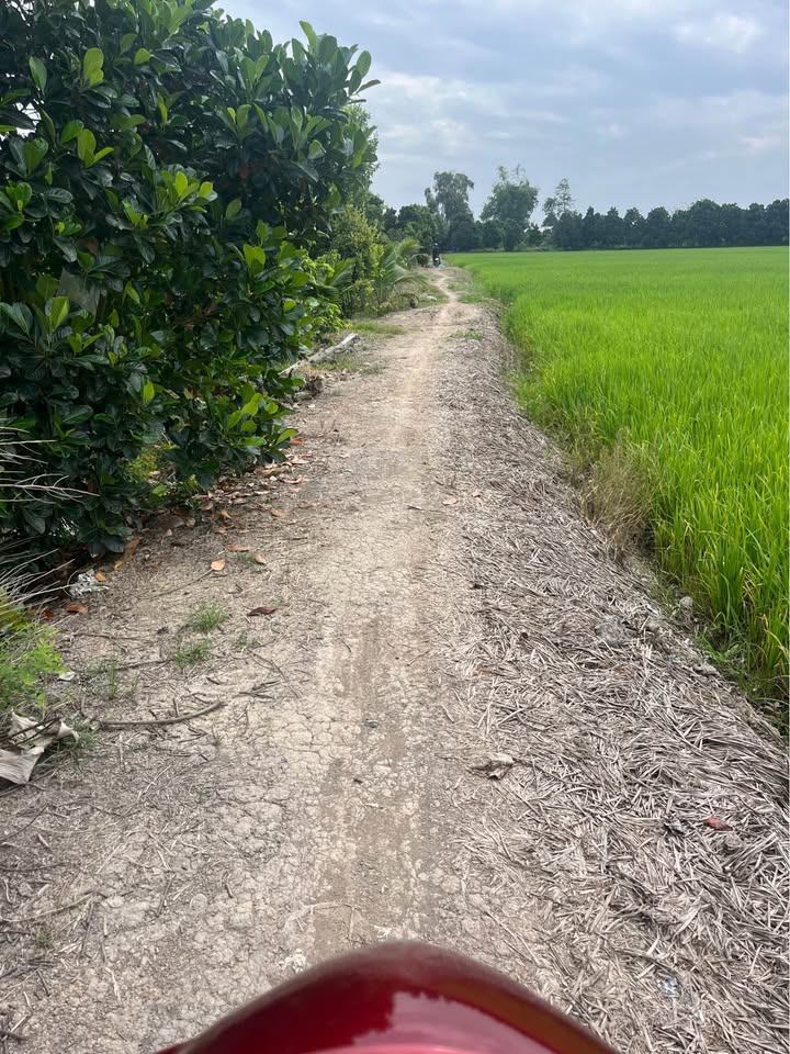 Đất Ruộng 5500m² xã Tân Hội Trung giá 1.1 tỷ - Mặt tiền 30m, thuận tiện giao thông!