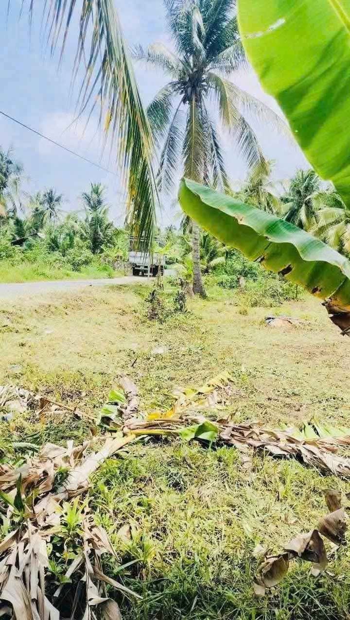 Đất nền 800m² tại Ấp Thành Hóa 2, Mỏ Cày Bắc, Bến Tre - Giá 900 triệu, thương lượng chính chủ!