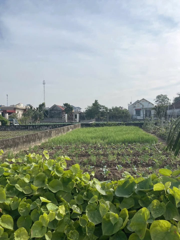 Đất nền đầu tư tại Nam Điền 117.5m², giá 810 triệu - Cơ hội sinh lời hấp dẫn!