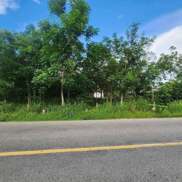 Đất Thổ Cư 1 Hecta Đường DT749A Dầu Tiếng - Sổ Hồng Riêng, Giá Tốt!
