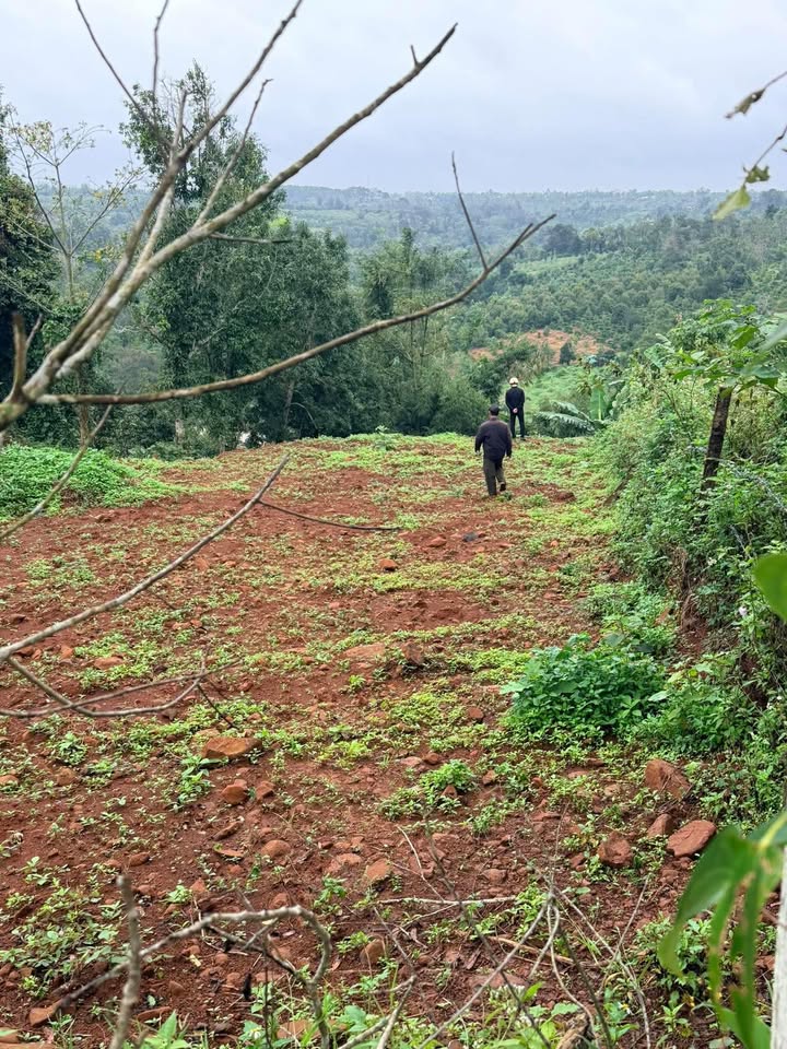 Đất trống 4 sào tại Thiện An, Buôn Hồ giá chỉ 800 triệu - Cơ hội đầu tư tuyệt vời!