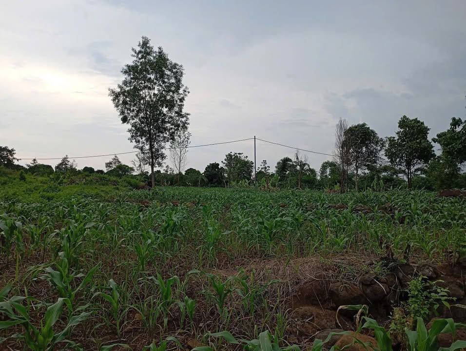 Đất mặt tiền Phú Hoà - Định Quán 3600m² giá chỉ 1.25 tỷ - Cơ hội đầu tư tuyệt vời!