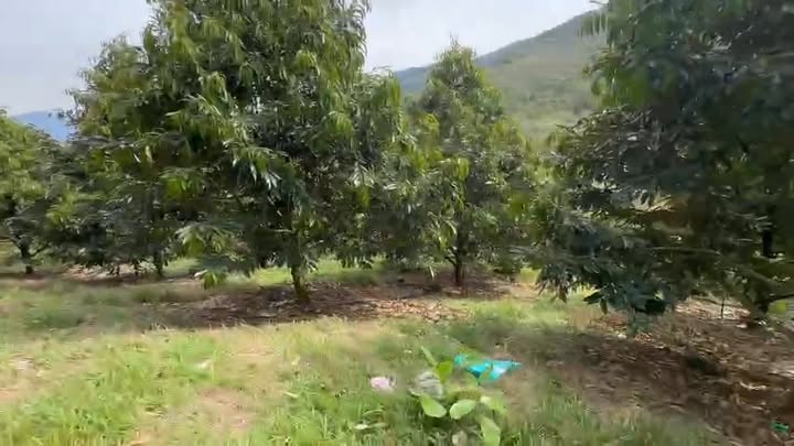 Đất nền Đạ Huoai 1ha1 giá 350 triệu - Sổ hồng chính chủ, xe hơi vào tận nơi!