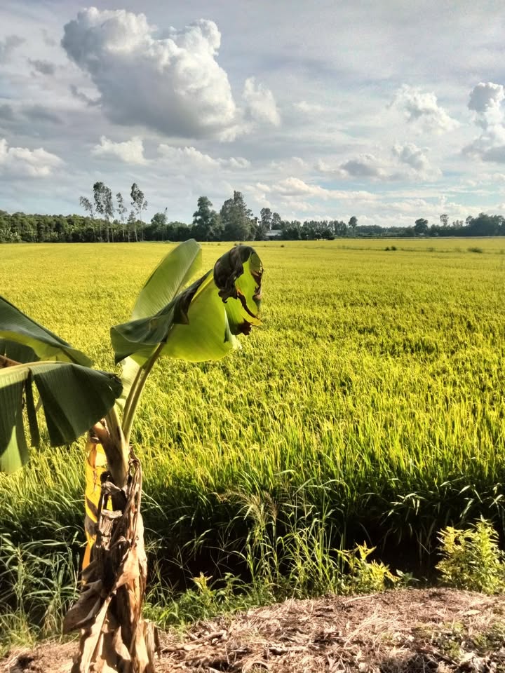 Đất lúa 150.000m² tại Hòa Mỹ, Phụng Hiệp giá 2.55 tỷ - Đầu tư sinh lời ngay!