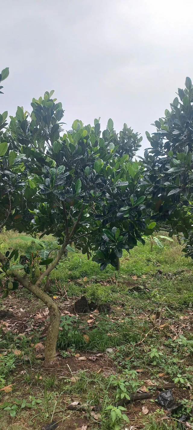 Đất Farm Phú Thịnh Tân Phú 4700m² giá 1.5 tỷ - Đầu tư sinh lời nhanh!