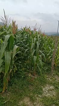 Đất nông nghiệp 6 sào tại xã Phúc Thọ, giá 900 triệu - Tiềm năng phát triển cao!