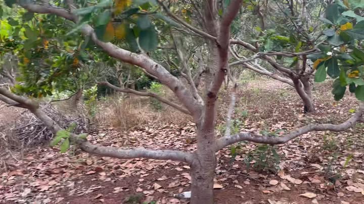 Đất Farm 1,6ha tại Ia Púch, Chư Prông - Giá chỉ 620 triệu, cơ hội đầu tư tuyệt vời!