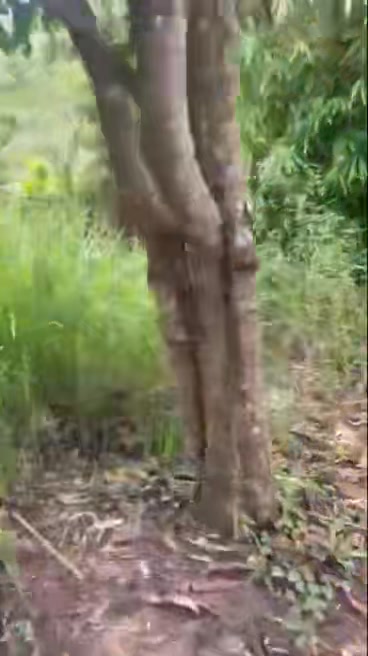 Đất Farm 1.7ha xã Ia Kreng, Chư Păh - Giá chỉ 350 triệu, sổ đỏ chính chủ!