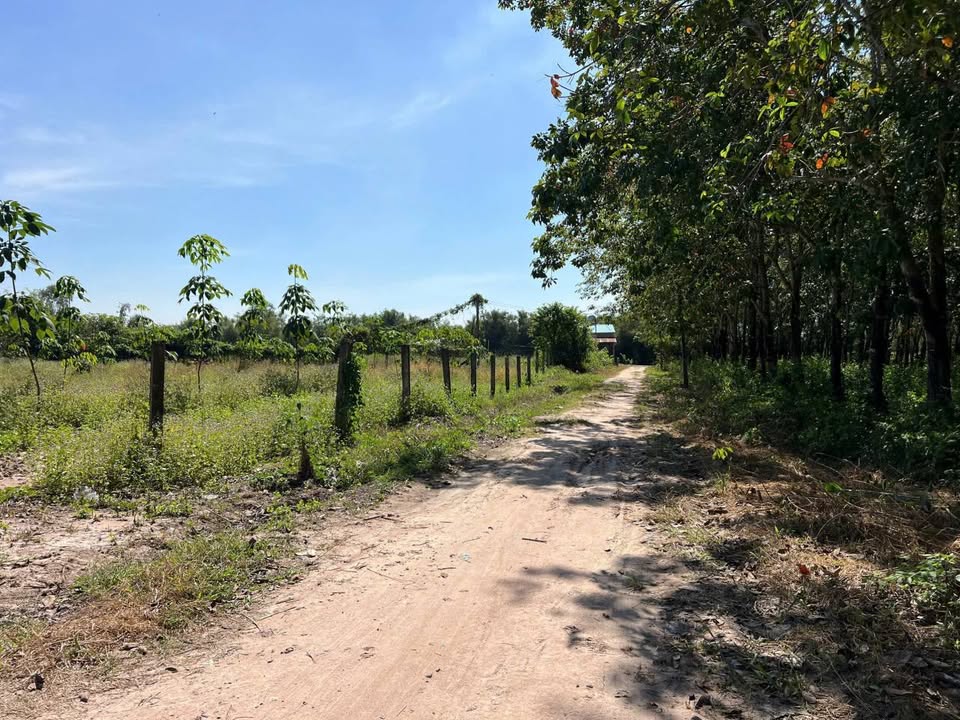 Đất nền Bến Cầu 185m² giá 270 triệu - Sở hữu ngay lô đất đẹp!