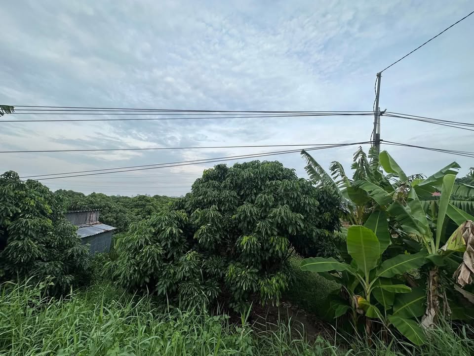 Đất nền xã Phong Hoà, huyện Lai Vung 913m² giá 2 tỷ - Cơ hội đầu tư tuyệt vời!