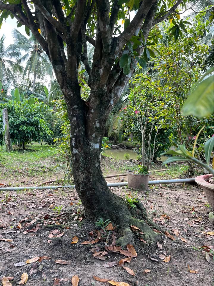 Đất thổ cư Đạo Thạnh, Mỹ Tho 189m² - Giá thỏa thuận, tiềm năng phát triển!