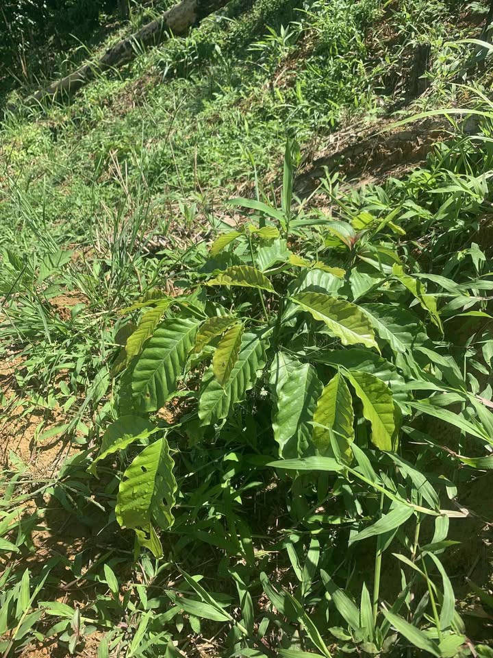 Đất thổ cư 1ha tại Thôn 11, Đắk Glong - Giá 650 triệu, bớt lộc cho người thiện chí!