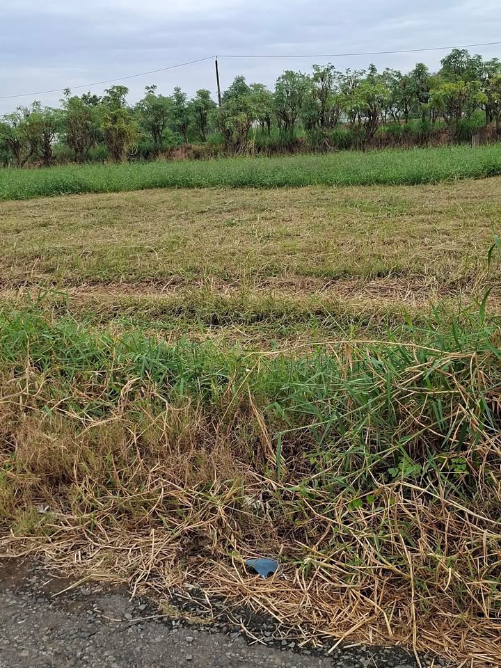 Đất nền 130m² tại Ấp Hưng Thạnh, Gò Công - Giá chỉ 590 triệu, mặt tiền nhựa