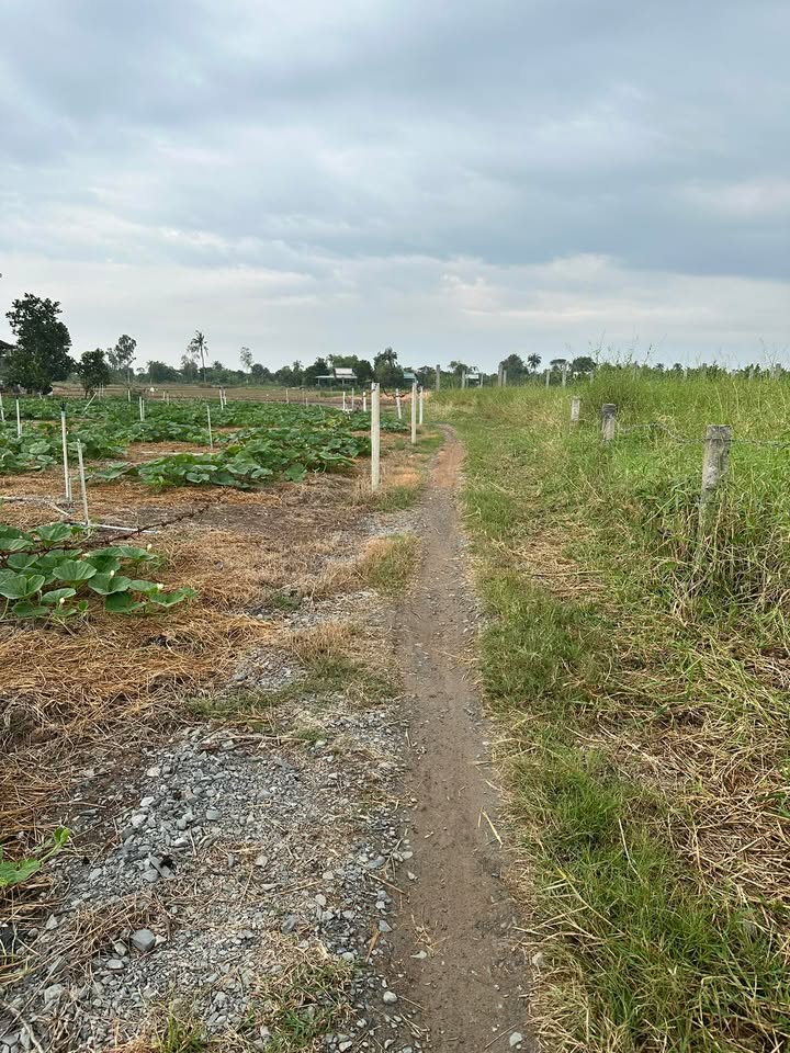 Đất nền 315m² xã Phước Trung, Gò Công Đông chỉ 320 triệu - Cơ hội đầu tư hiếm có!