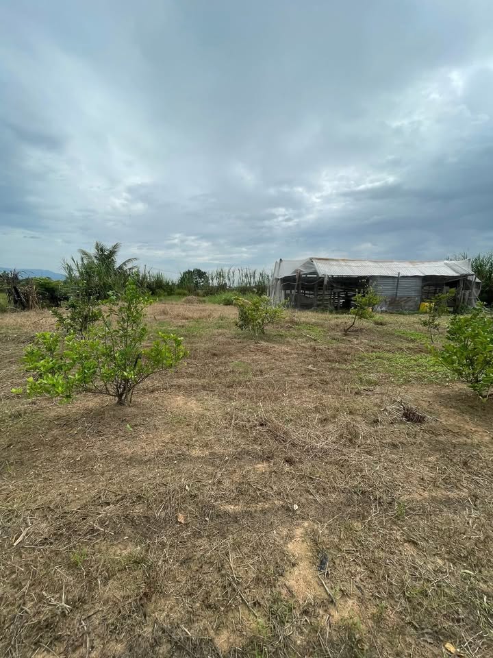 Đất Farm 3,1 sào tại thôn Trà Giang 3, xã Lương Sơn giá 490 triệu - Đầu tư lý tưởng!