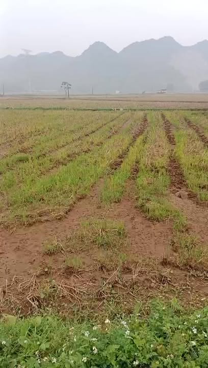 Đất nền Quốc Lộ 10, Nga An, 100m² giá 1.1 tỷ - Cơ hội đầu tư hấp dẫn!