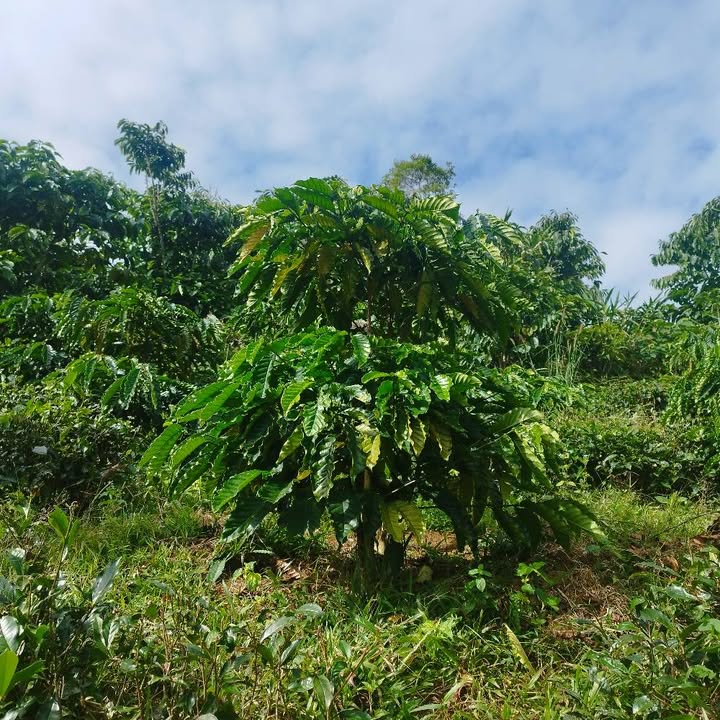 Đất nền Đại Lào Bảo Lộc 3500m² giá 1.45 tỷ - Đường bê tông dễ đi!