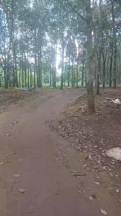 Đất nền 1ha Thống Nhất Bù Đăng 1.5 tỷ - Sổ đỏ chính chủ, thuận tiện đầu tư!