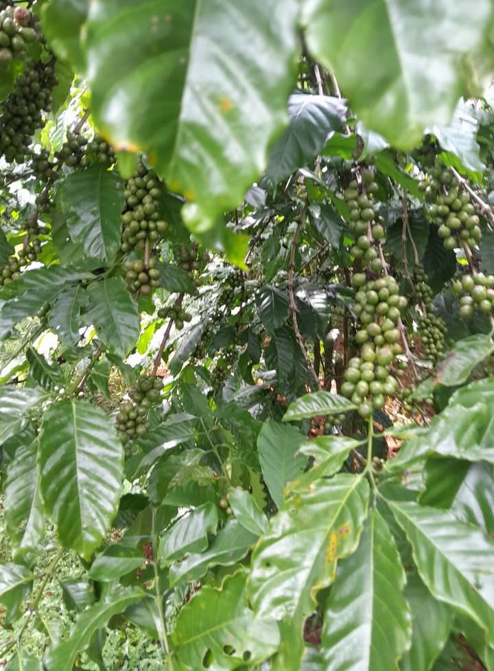 Đất nền 3600m² tại Lộc Ngãi, Bảo Lâm – Chỉ 1.62 tỷ, sổ đỏ chính chủ!