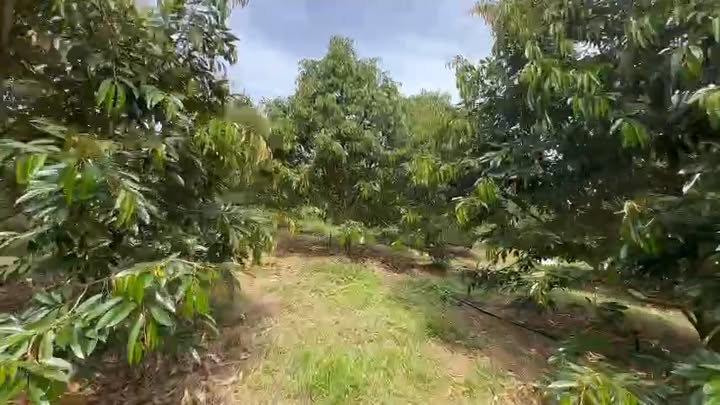 Đất nền Đạ Huoai 1,1ha chỉ 350 triệu - Cơ hội đầu tư tuyệt vời!