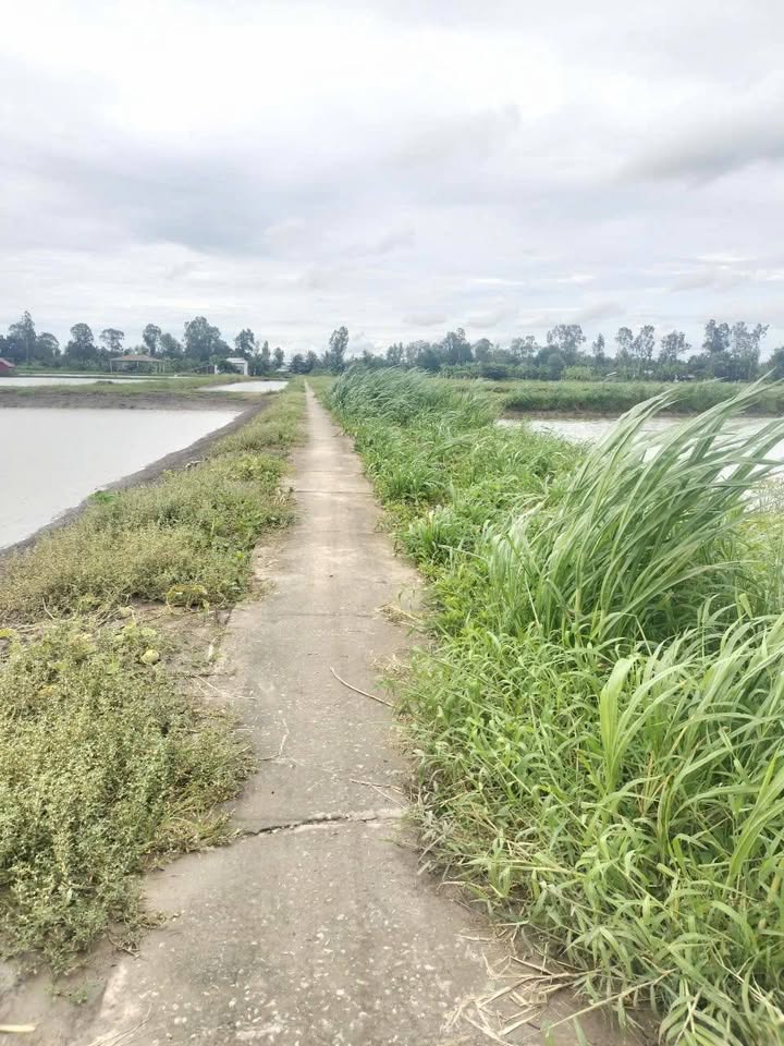 Đất ao tôm 17.000m² tại ấp Thạnh Thới, Sóc Trăng - Giá chỉ 1.173 tỷ