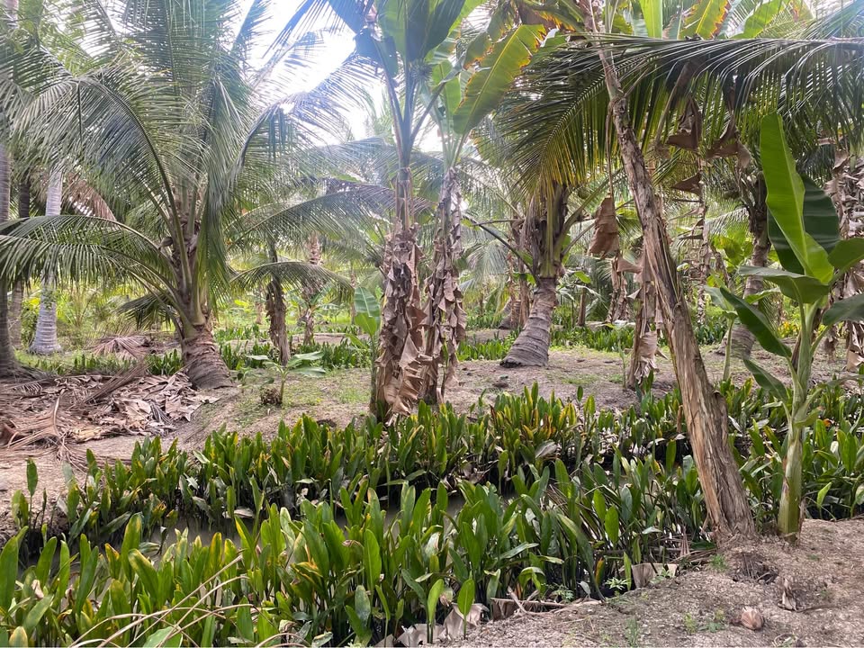 Mảnh đất vườn 931m² tại Nhơn Thạnh, Bến Tre - Đầu tư sinh lời ngay!