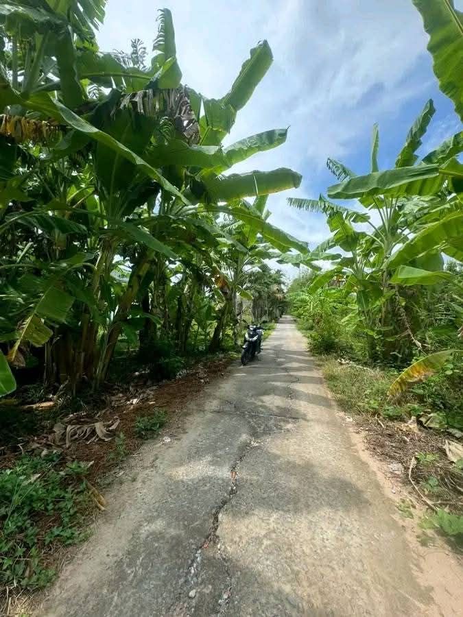 Đất farm 7300m² xã Hòa Mỹ, Phụng Hiệp - Giá 1.35 tỷ, ô tô vào tận nơi!