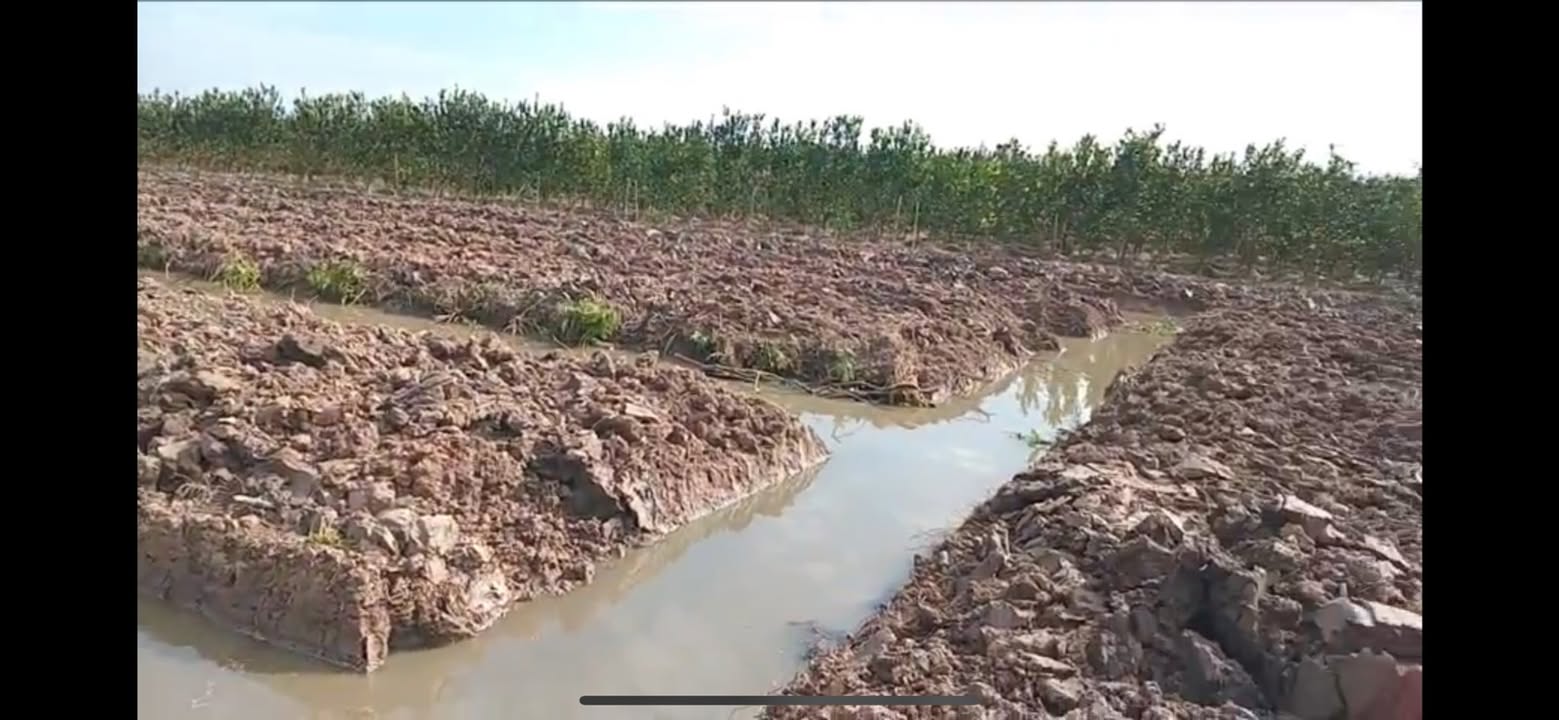 Đất cho thuê 7 công tại Bình Ninh, Tam Bình, Vĩnh Long - Phù hợp làm vườn hoặc chăn nuôi!