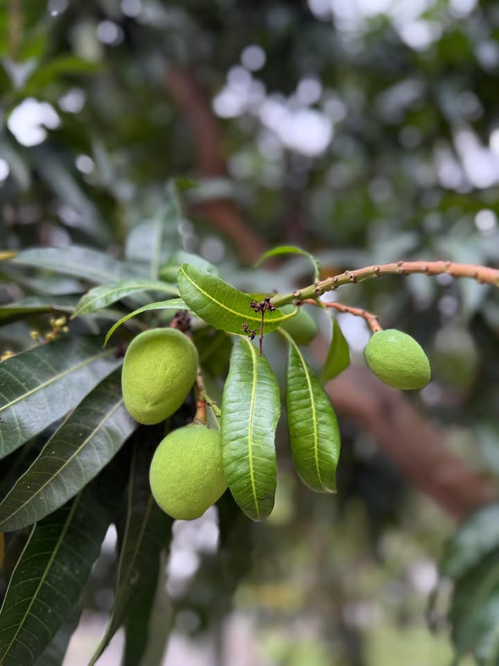 Đất đẹp 2 mặt tiền đường số 2, Tây Ninh 279m² - Cơ hội đầu tư không thể bỏ lỡ!