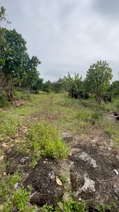 Farm 20.000m² tại Định Quán, Đồng Nai - View suối tuyệt đẹp, sẵn sàng nghỉ dưỡng!