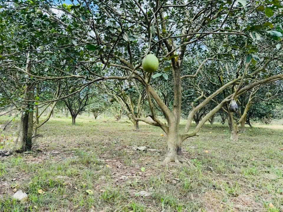 Farm đất vườn bưởi Khánh Nam 500m² giá từ 210 triệu - Đầu tư sinh lời ngay!