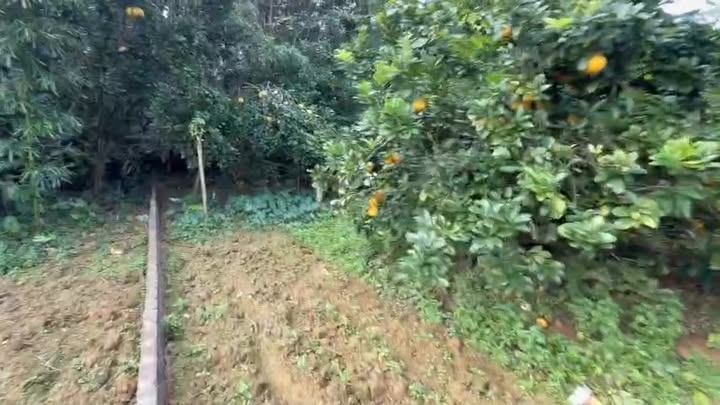 Đất nền xã Nhân Mỹ, Tân Lạc, Hòa Bình 390m² - Cơ hội đầu tư sinh lời!