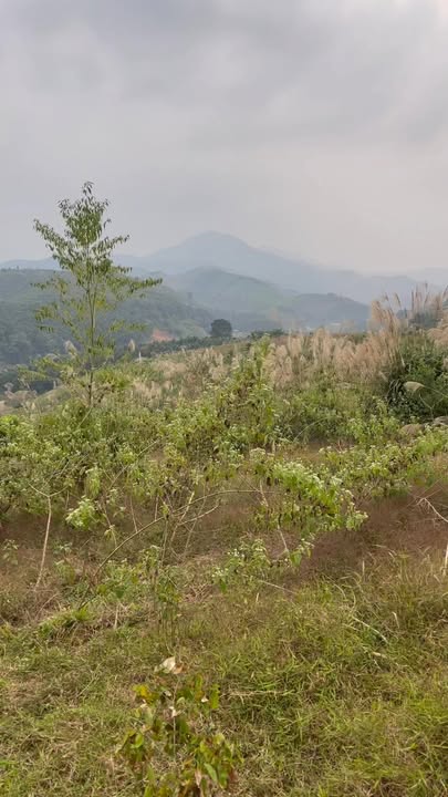 Đất nông nghiệp 15ha tại Đông An, Văn Yên, Yên Bái - Sổ đỏ đầy đủ, giá thỏa thuận!