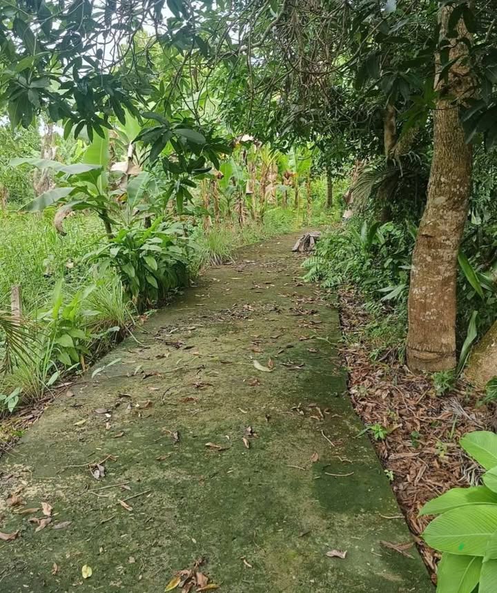 Đất CLN 456m² tại Giai Xuân, Phong Điền - Giá chỉ 600 triệu, đầu tư lý tưởng!