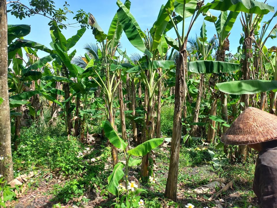 Đất Farm 12422m² tại Phú Tân, Định Quán - Giá chỉ 3.7 tỷ, cơ hội đầu tư tuyệt vời!