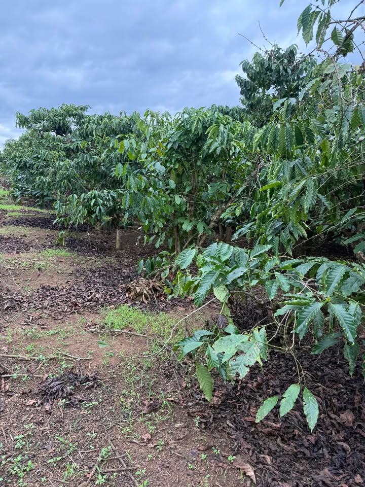 Đất nền Đan Phượng, Lâm Hà 2304m² giá 3.3 tỷ - Khu dân cư tiện ích