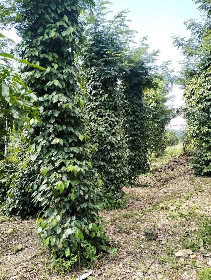 Farm Hòa Thành Krông Bông 27.000m² giá 1,2 tỷ - Đầu tư sinh lời ngay!