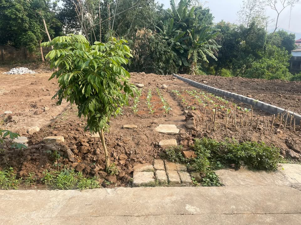 Đất nền chính chủ xã Thanh Sơn 124m² - Pháp lý rõ ràng, giá thỏa thuận!